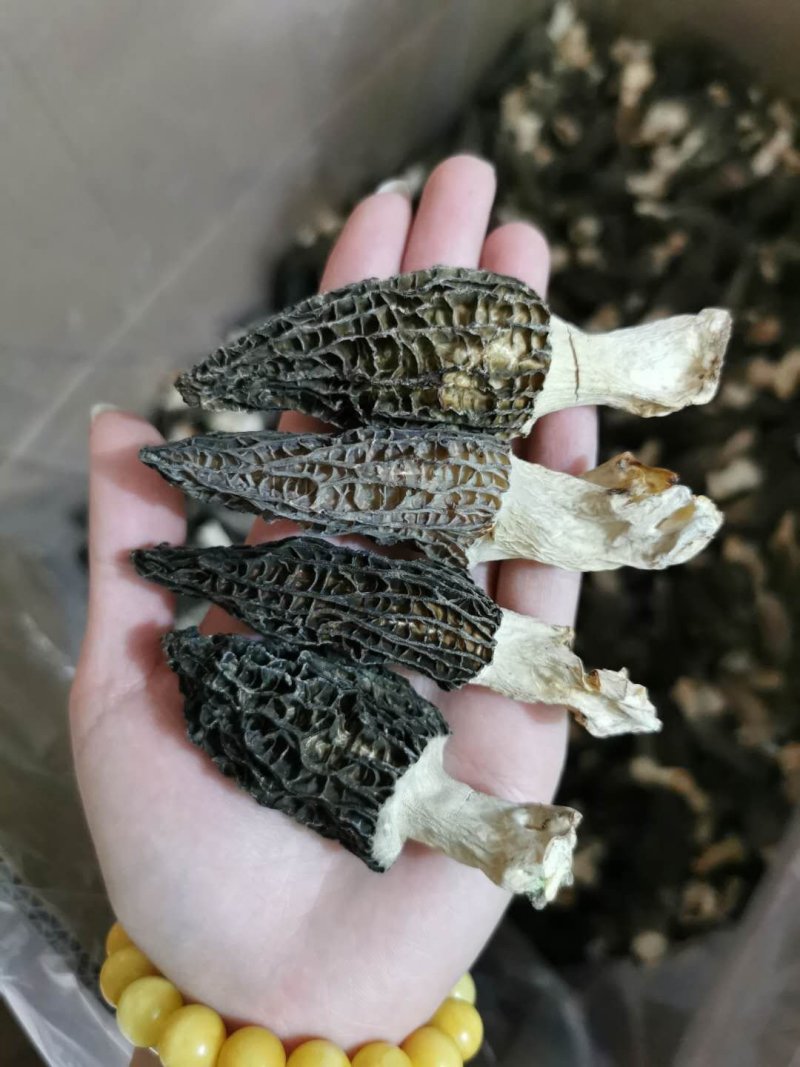 头茬羊肚菌干货500g特级羊肚菌菇