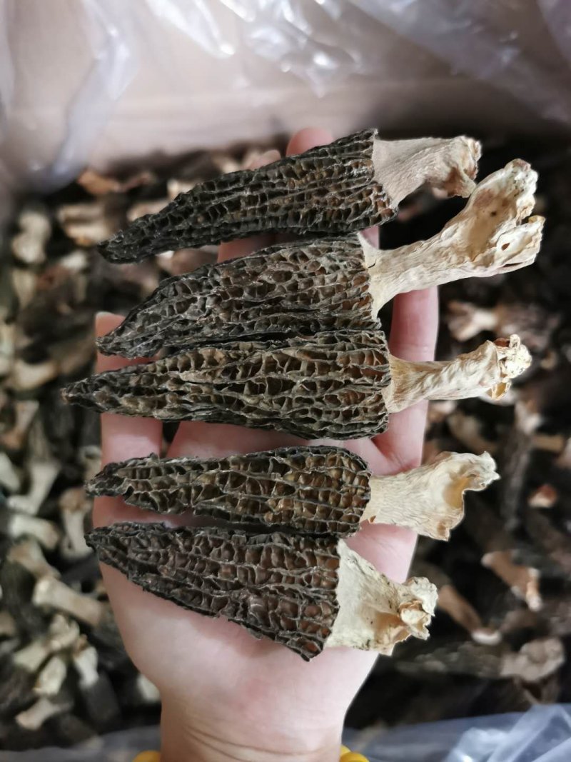 头茬羊肚菌干货500g特级羊肚菌菇