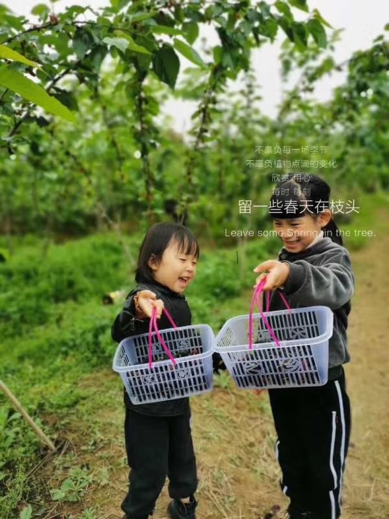 果桑苗无籽大十桑树苗现挖已嫁接包成活提供技术协助销售