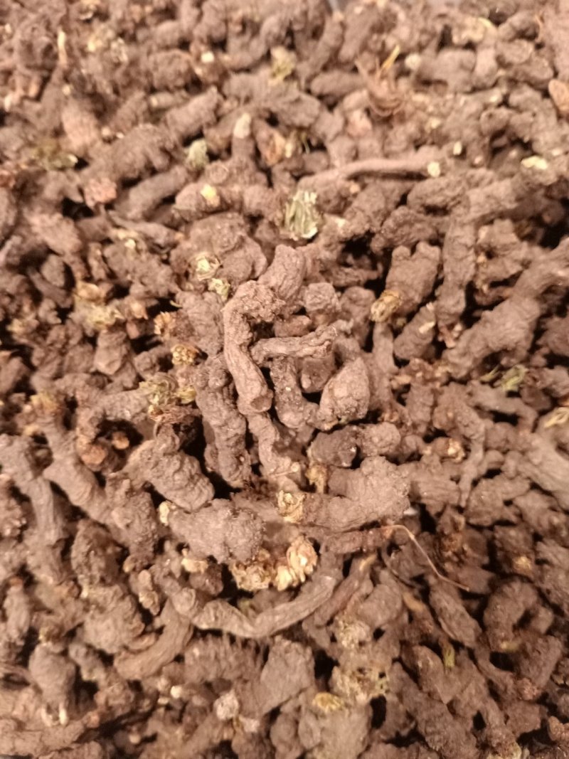 天葵子质量优没有沫子大货供应