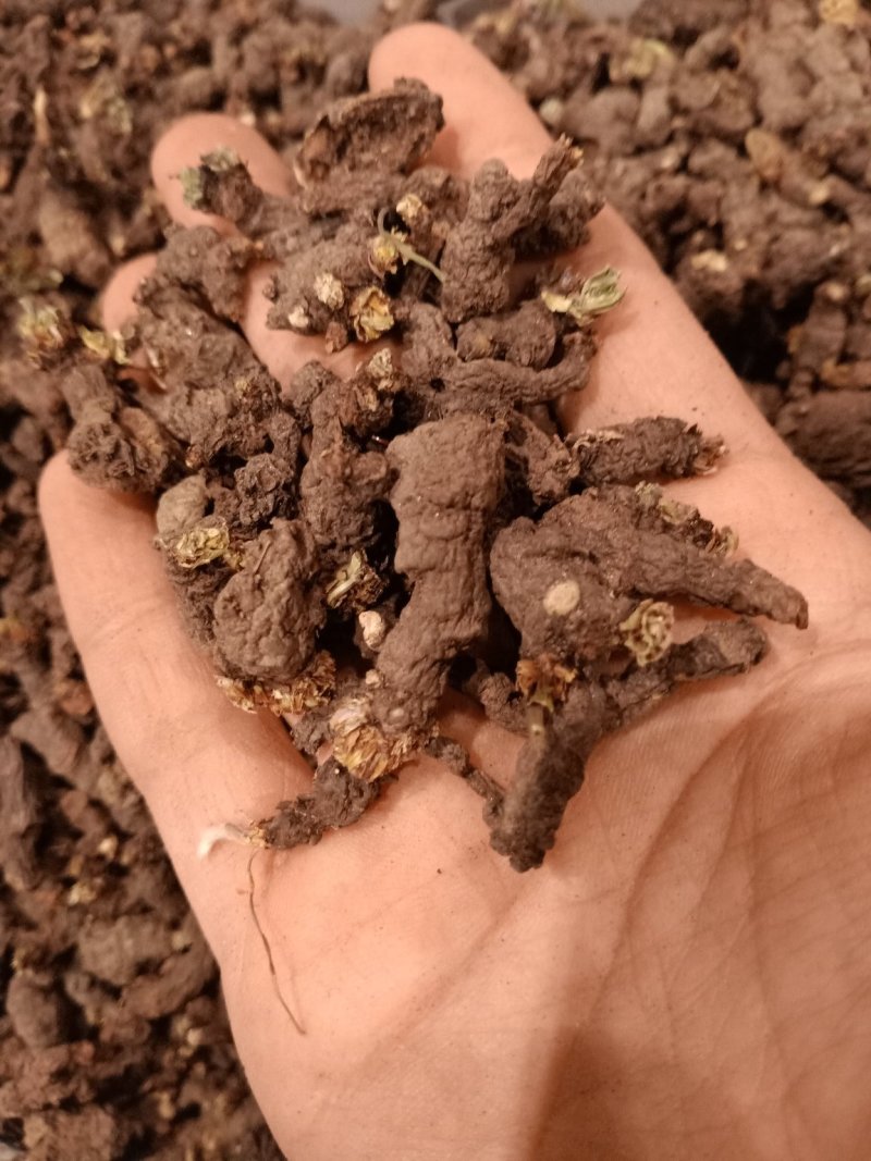 天葵子质量优没有沫子大货供应