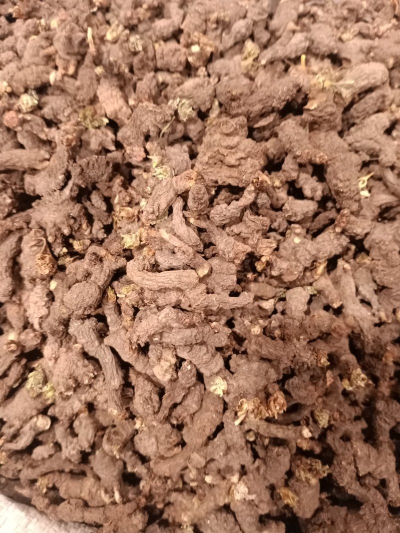 天葵子质量优没有沫子大货供应