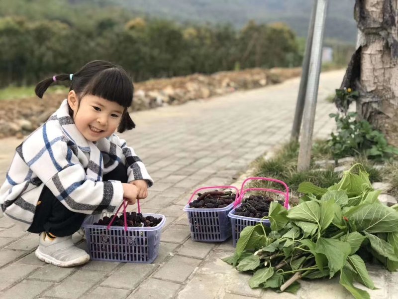 果桑苗无籽大十桑树苗现挖已嫁接包成活提供技术协助销售