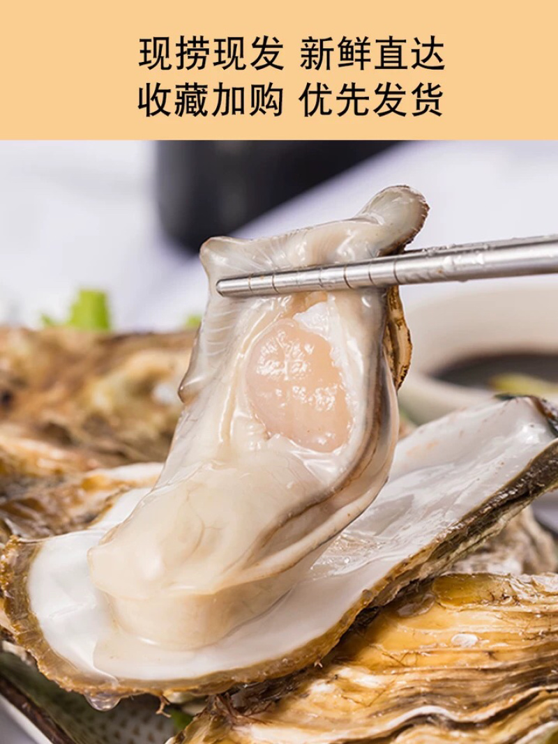 乳山生蚝.牡蛎基地批发商