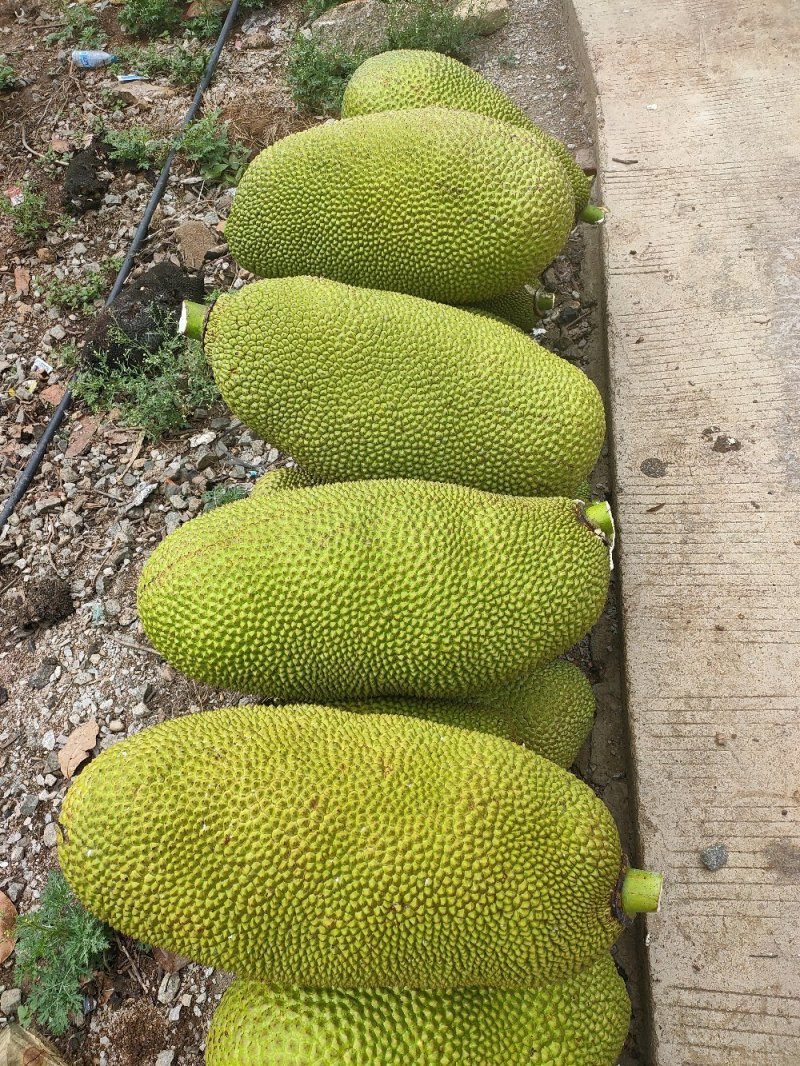 菠萝蜜产地直供，可视频产地看货