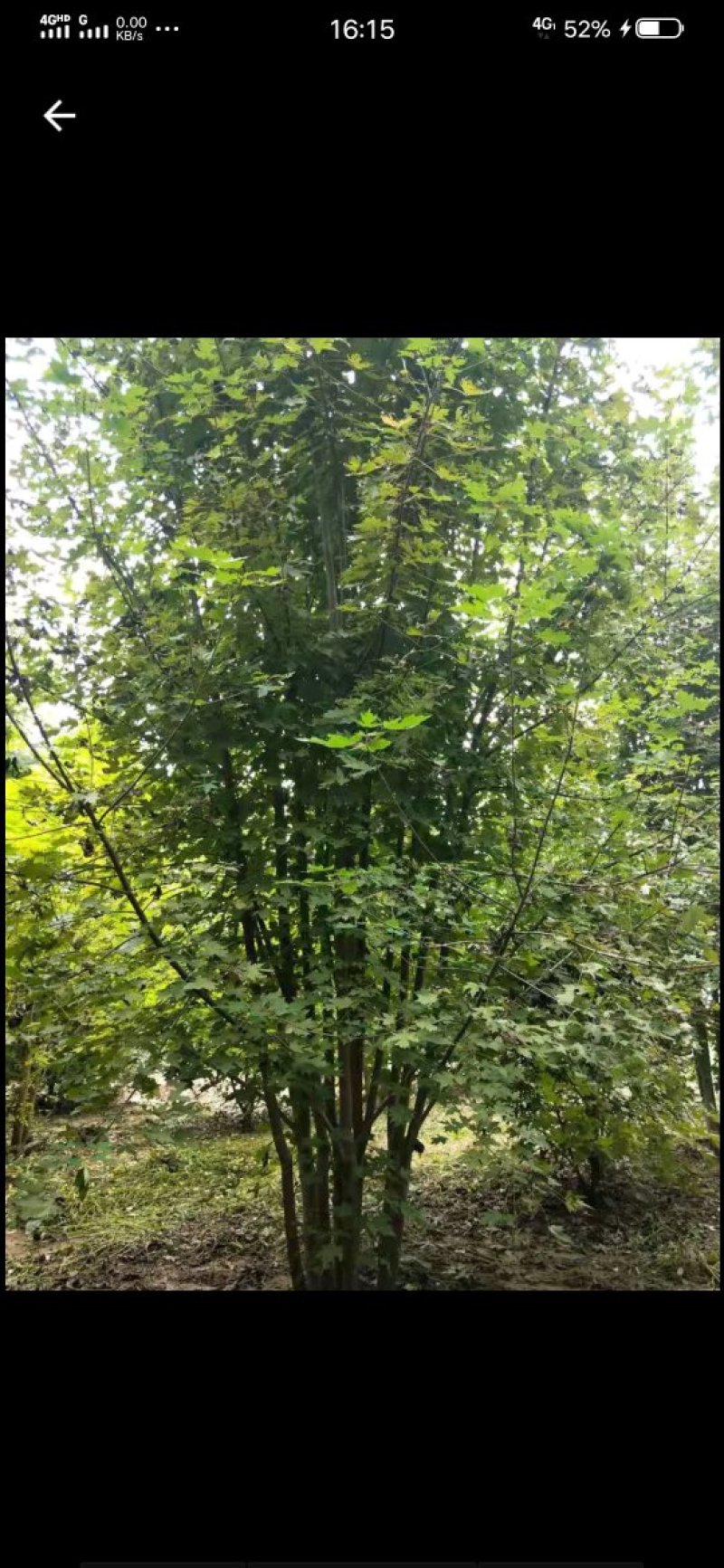 法桐15~16cm14~16cm4米以上3米以上