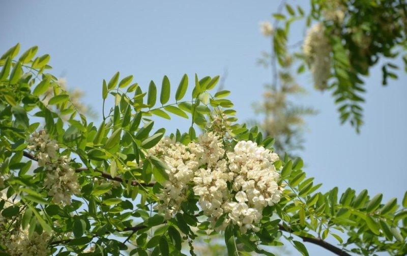 刺槐耐寒刺槐种子易播种洋槐花食用种子产地批发价饱满四季播