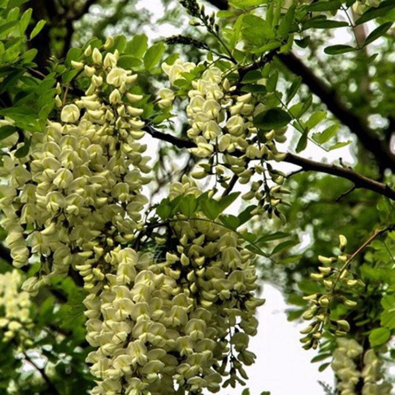 刺槐耐寒刺槐种子易播种洋槐花食用种子产地批发价饱满四季播