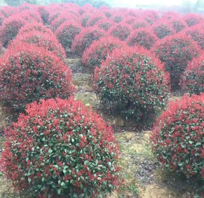 云南大理漾濞县苍山西坡景观:前景为百年核桃古树(树干直径超1.2m,树冠浓密),中景为梯田式矮化密植新园(行距3.5m,树高控制在3m以内),背景为云海缭绕的苍山十九峰,体现原生种质资源保护与现代化栽培融合 云南漾濞苍山西坡核桃古树林与现代矮化园对比图