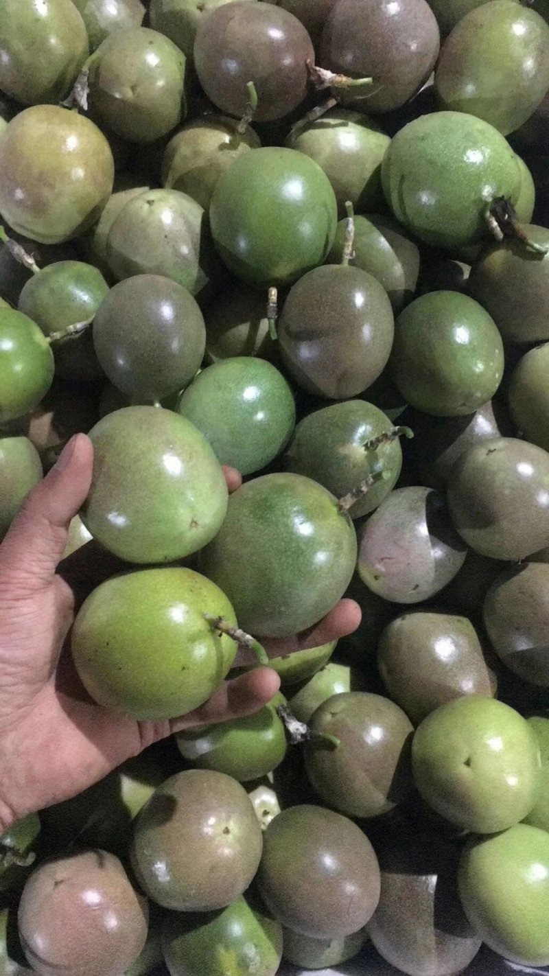 百香果苗，紫香，台农，黄金百香果芭味，大量批发