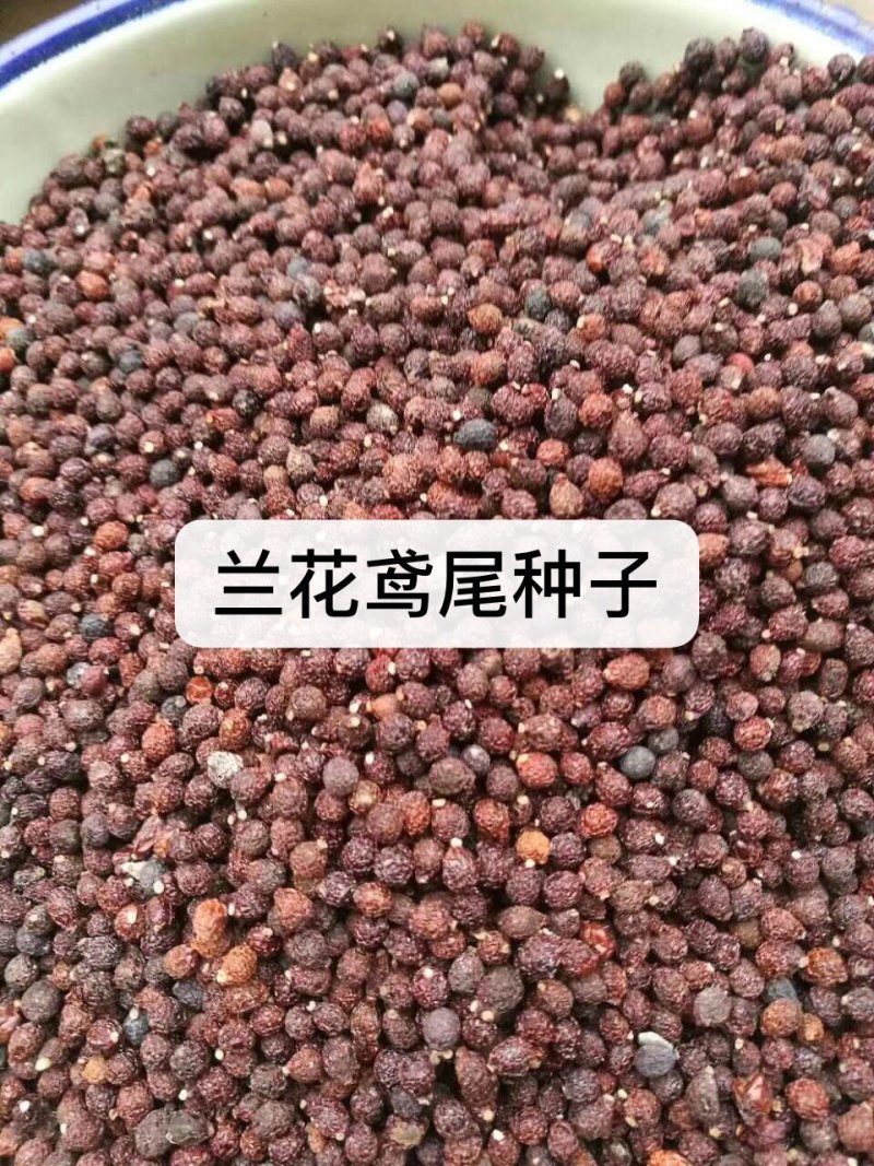 兰花燕尾兰花燕尾种子