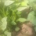 江豪优质脱毒红薯苗紫薯苗厂家批发价农科院15~25cm