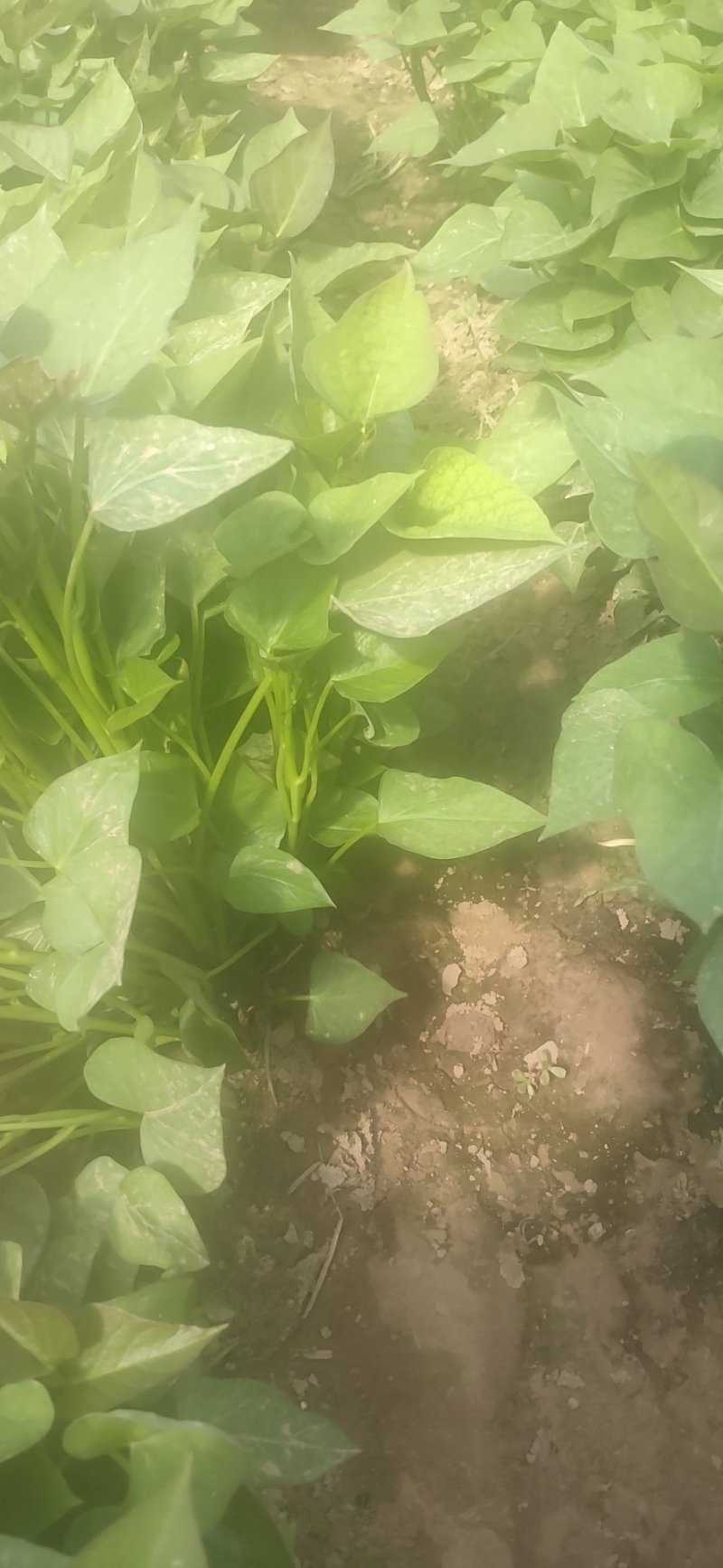 江豪优质脱毒红薯苗紫薯苗厂家批发价农科院15~25cm