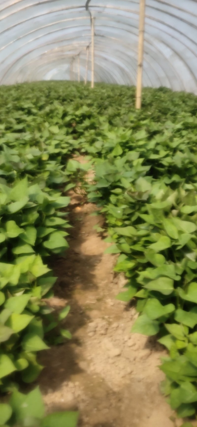 江豪优质脱毒红薯苗紫薯苗厂家批发价农科院15~25cm