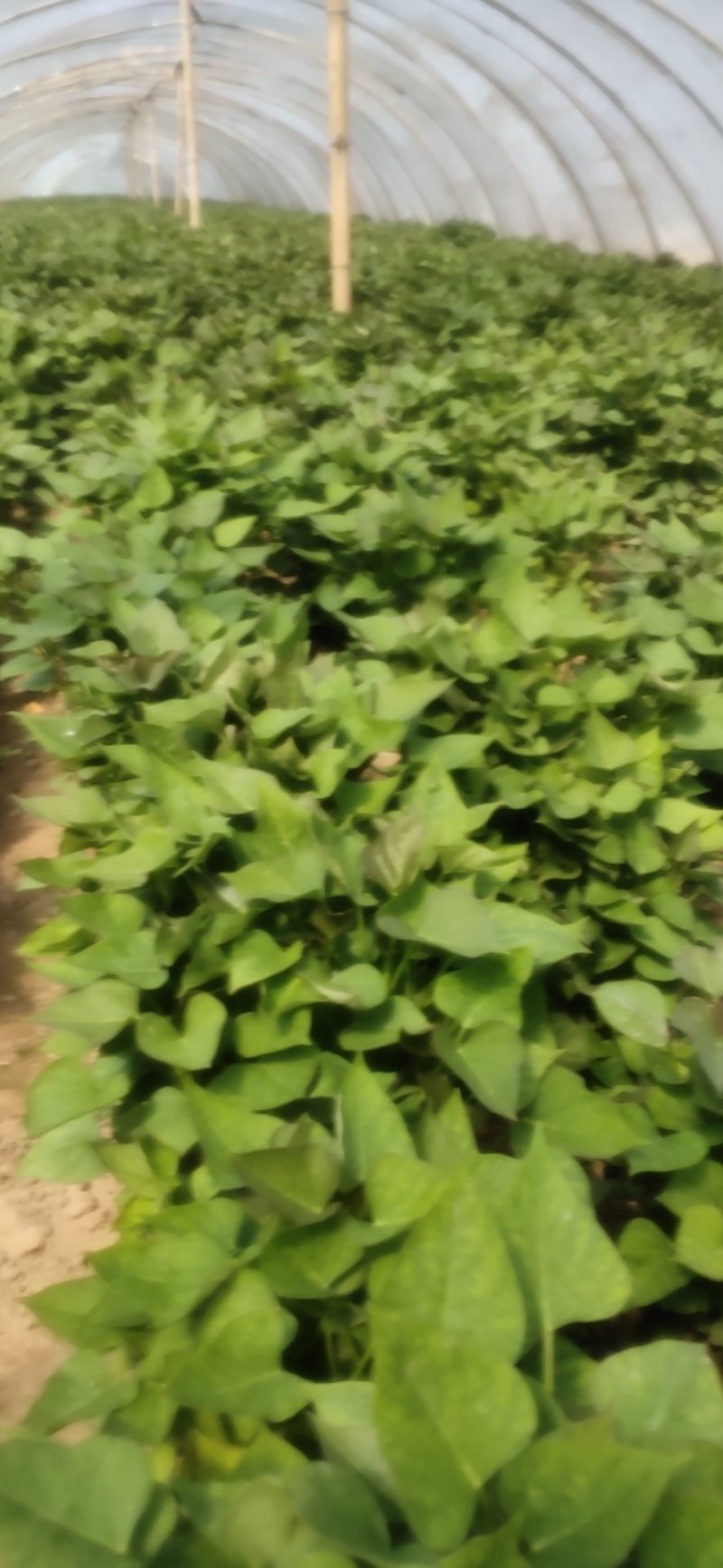 江豪优质脱毒红薯苗紫薯苗厂家批发价农科院15~25cm