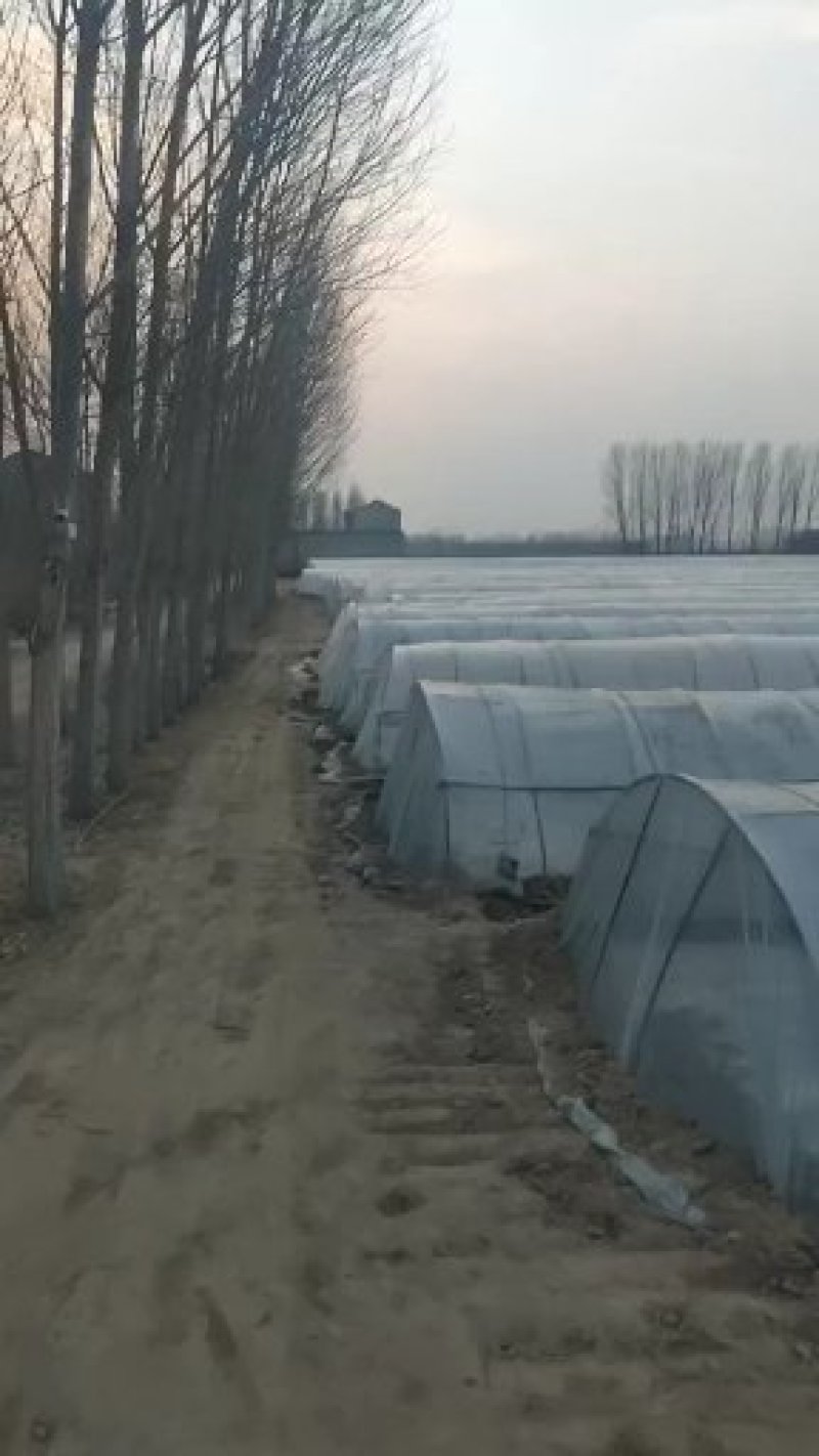 江豪优质脱毒红薯苗紫薯苗厂家批发价农科院15~25cm