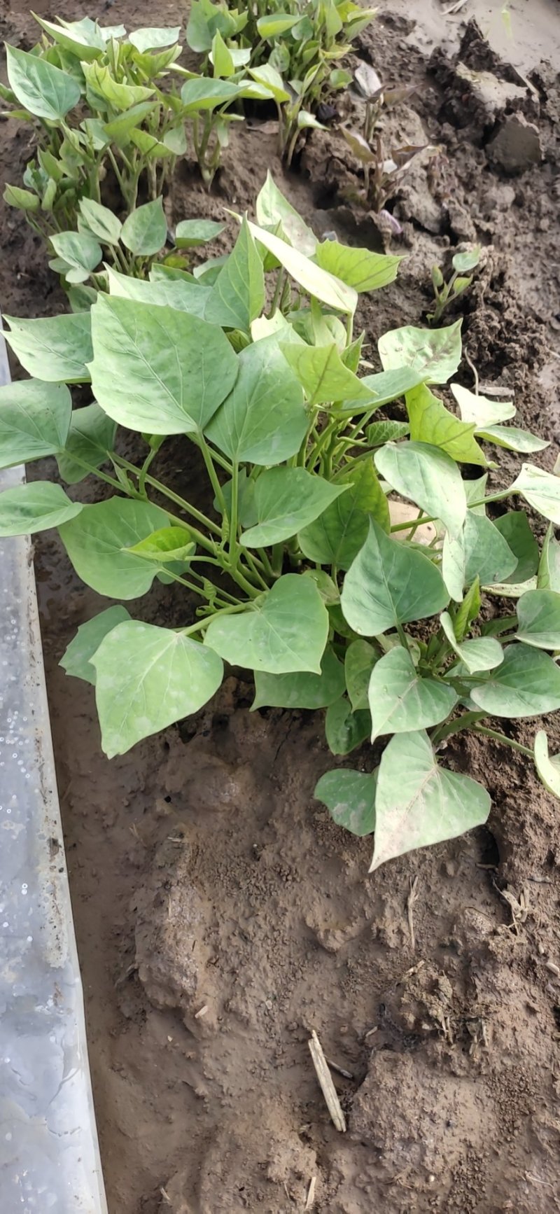 江豪优质脱毒红薯苗紫薯苗厂家批发价农科院15~25cm