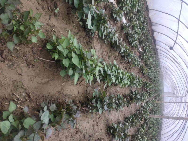 江豪优质脱毒红薯苗紫薯苗厂家批发价农科院15~25cm