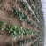 江豪优质脱毒红薯苗紫薯苗厂家批发价农科院15~25cm