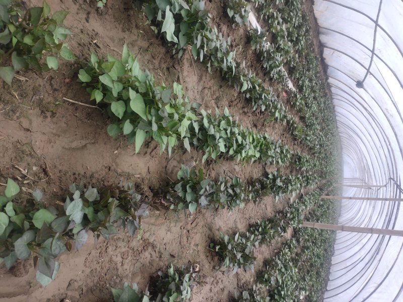 江豪优质脱毒红薯苗紫薯苗厂家批发价农科院15~25cm