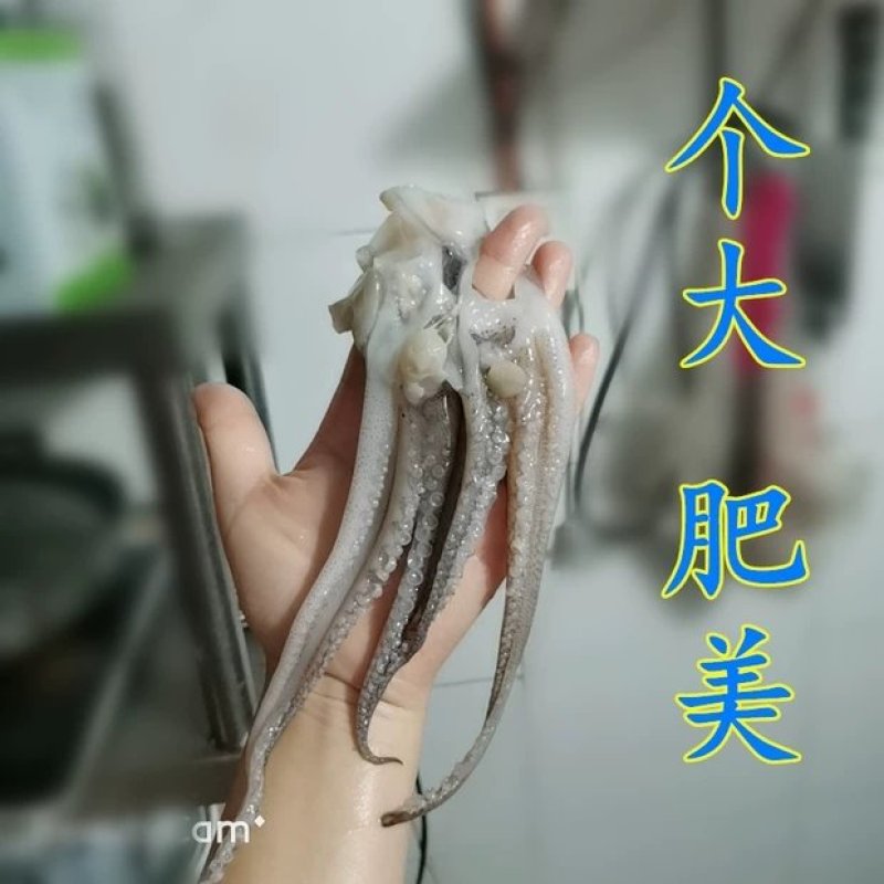 冷冻阿根廷开片鱿鱼头须6斤鱿鱼须新鲜鱿鱼爪铁板烧烤串海鲜