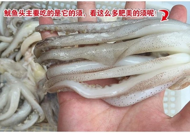 冷冻阿根廷开片鱿鱼头须6斤鱿鱼须新鲜鱿鱼爪铁板烧烤串海鲜