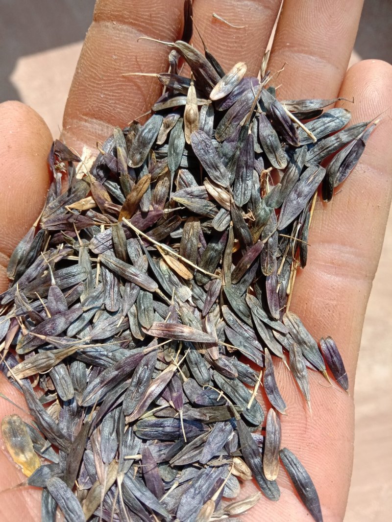 板蓝根籽，纯新小籽，板蓝根种子