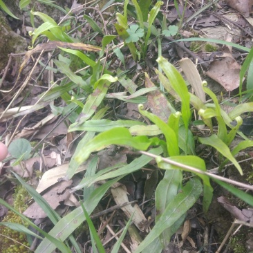 石化草