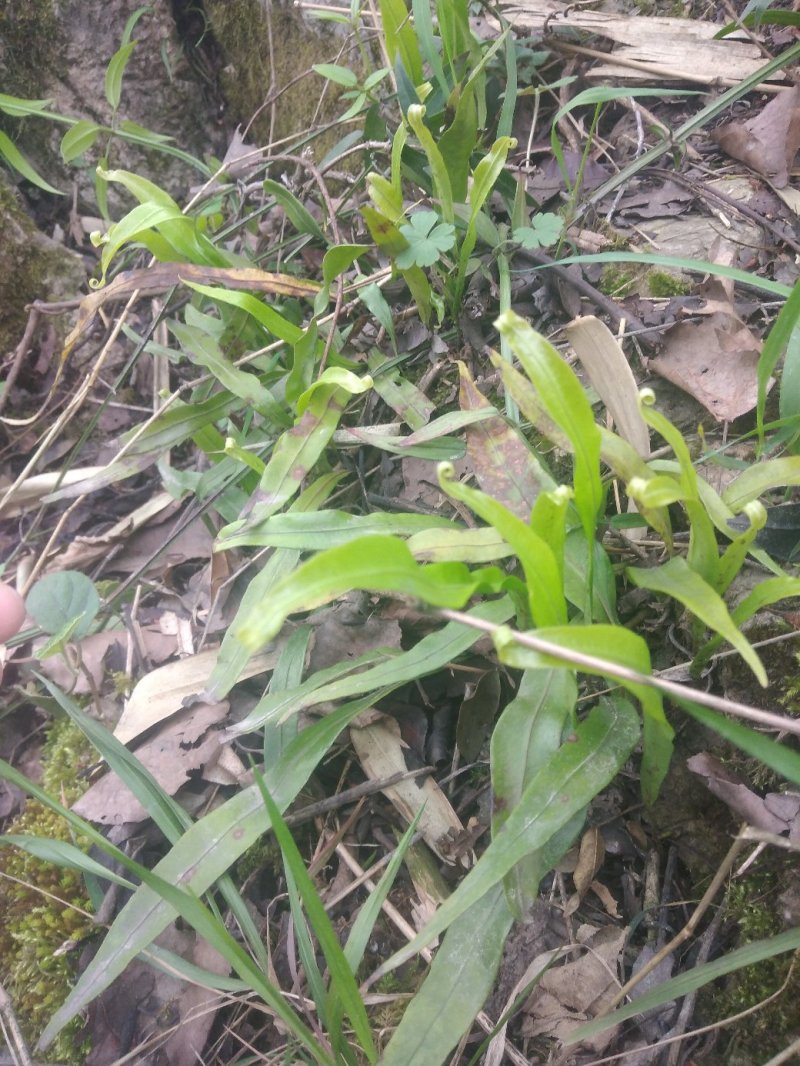 石化草