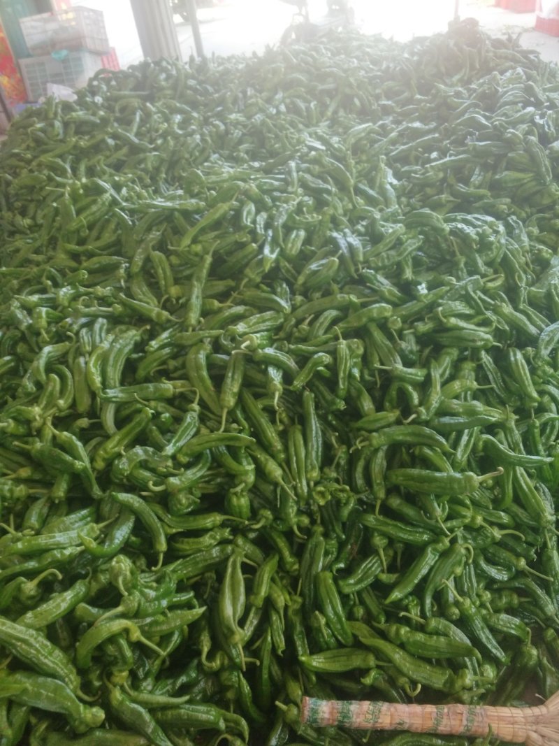青椒