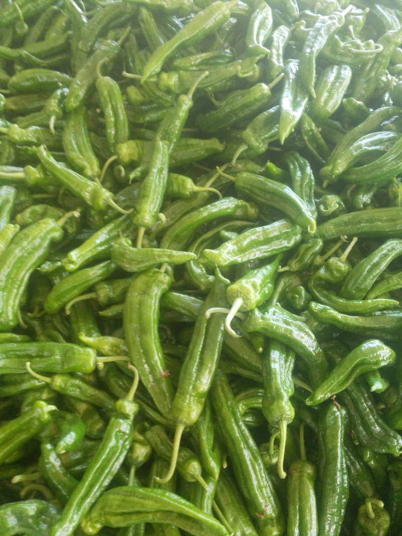 青椒