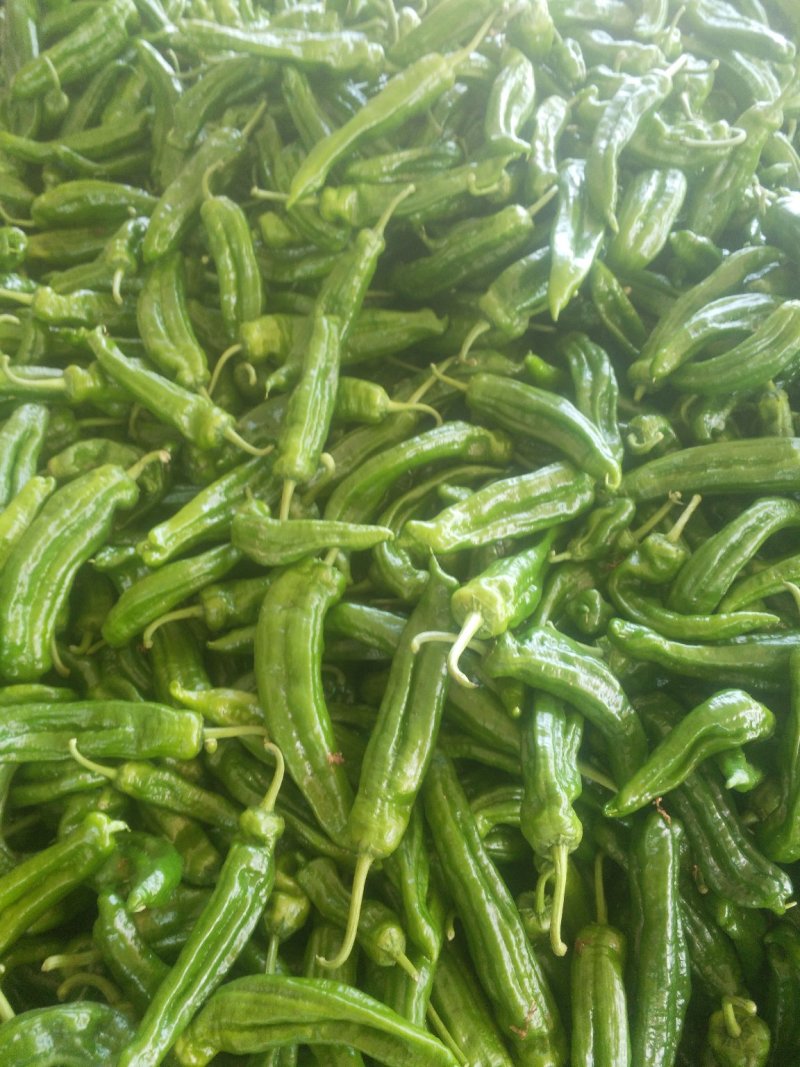 青椒