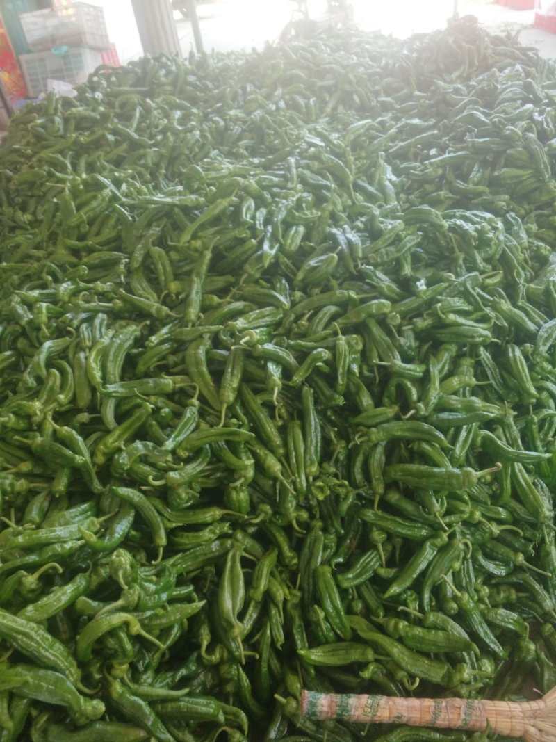 青椒