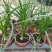 酒瓶兰盆栽象腿树室内观叶观型花卉绿植苗圃直销