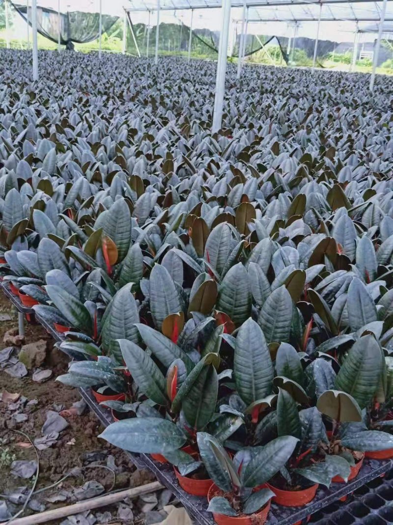 酒瓶兰盆栽象腿树室内观叶观型花卉绿植苗圃直销