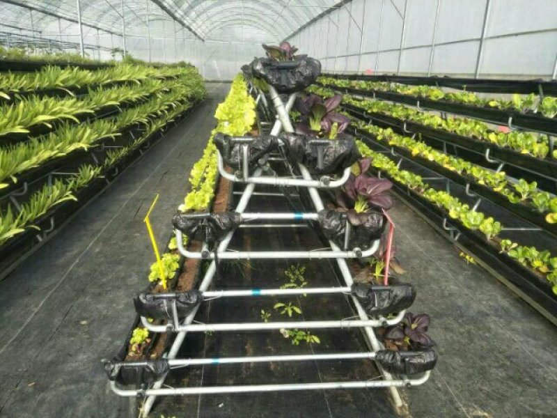 大棚骨架*养殖大棚*蔬菜大棚*种植大棚*花卉温室大棚