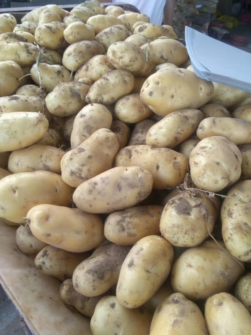 土豆精品基地直发量大从优品质保障可个个饱满，很嫩，精