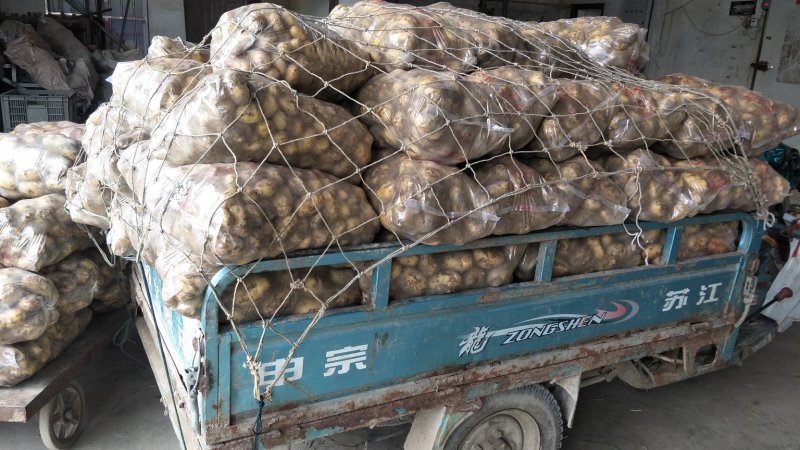 土豆精品基地直发量大从优品质保障可个个饱满，很嫩，精