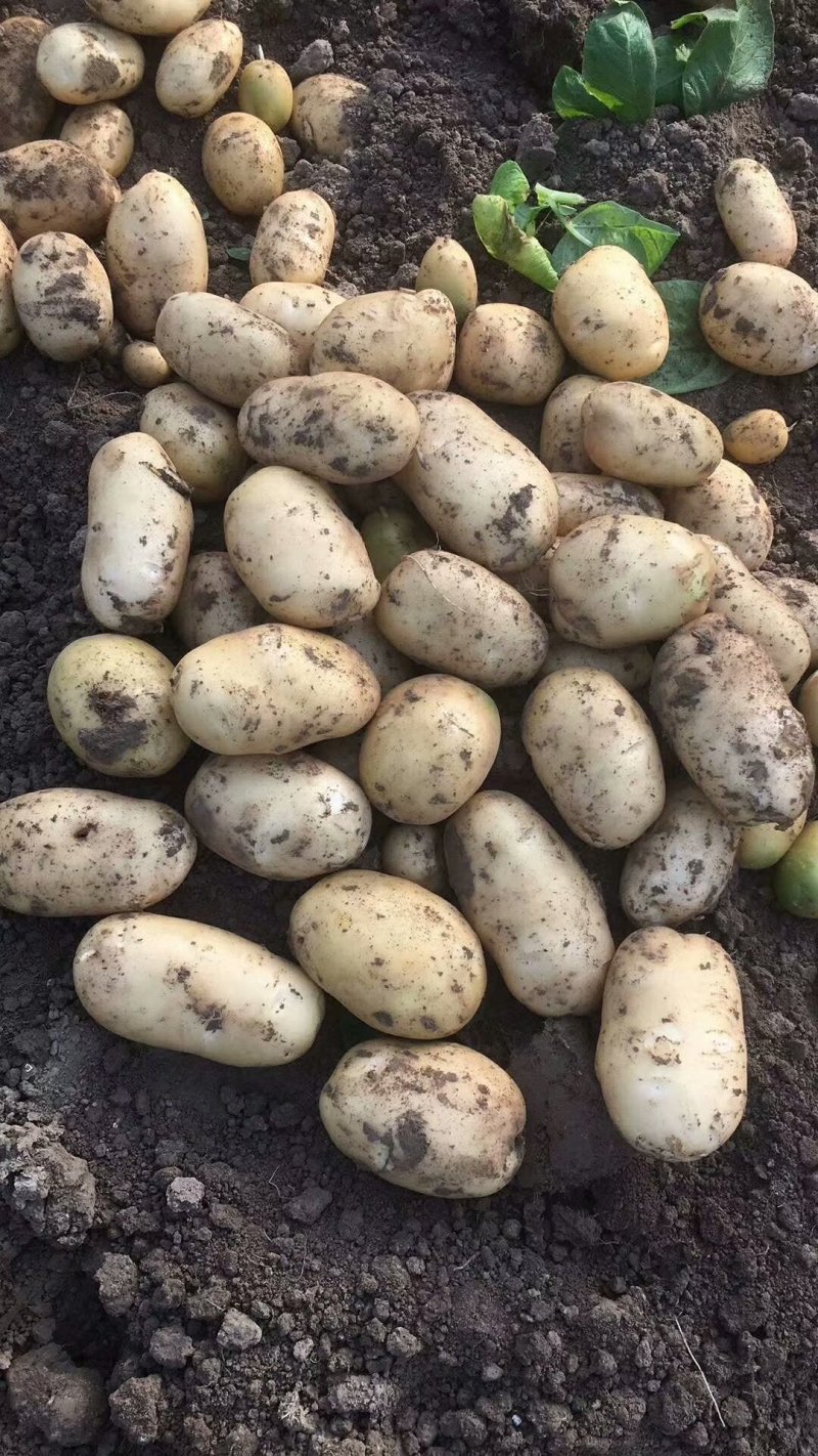 土豆精品基地直发量大从优品质保障可个个饱满，很嫩，精