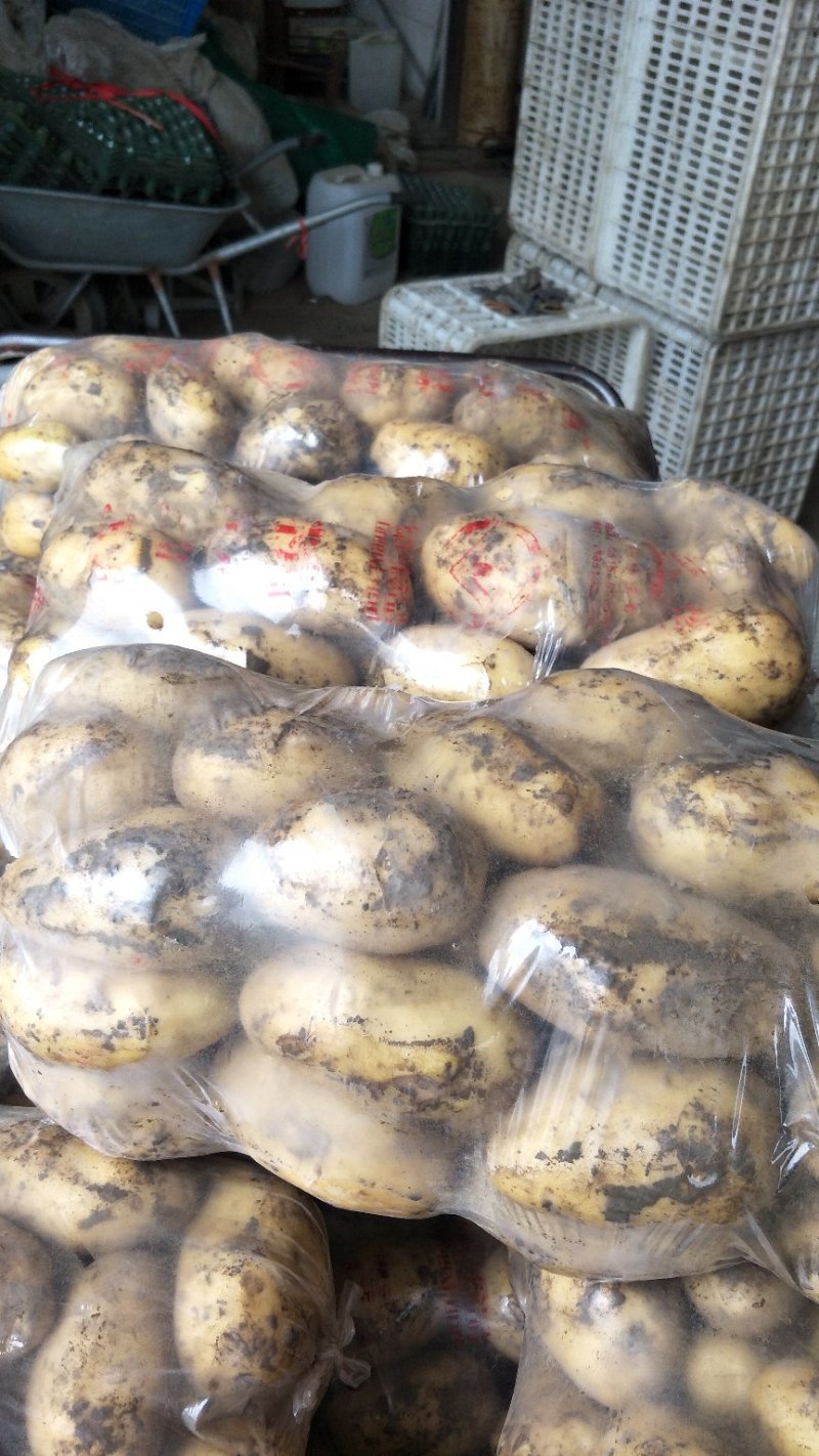 土豆精品基地直发量大从优品质保障可个个饱满，很嫩，精