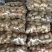 土豆精品基地直发量大从优品质保障可个个饱满，很嫩，精