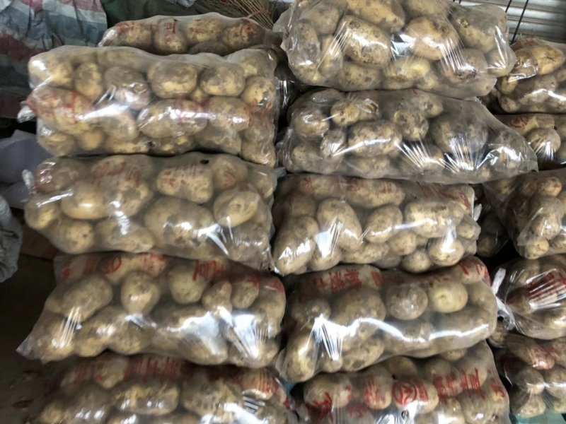 土豆精品基地直发量大从优品质保障可个个饱满，很嫩，精
