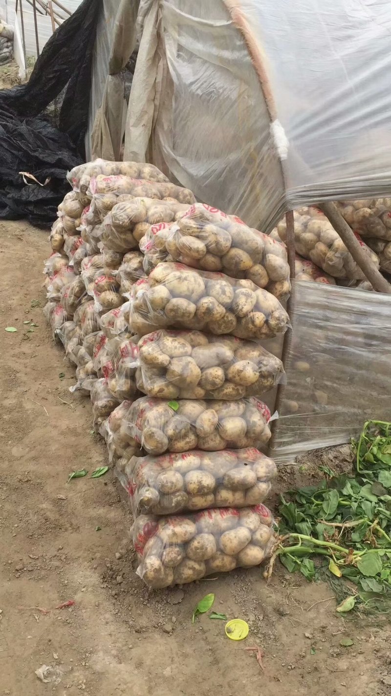土豆精品基地直发量大从优品质保障可个个饱满，很嫩，精