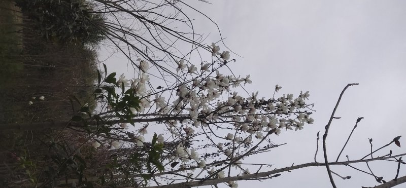 柿子树，大叶女贞，枇杷树，，，，