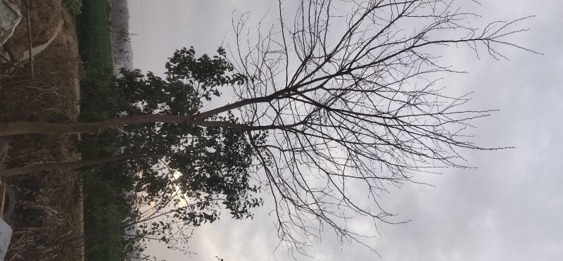 柿子树，大叶女贞，枇杷树，，，，
