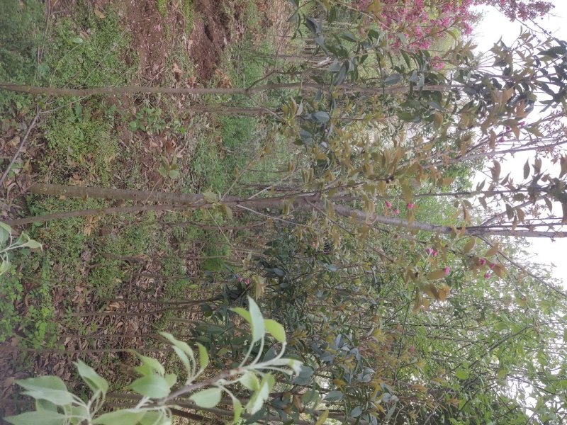 柿子树，大叶女贞，枇杷树，，，，