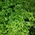 鸡爪黄连苗仿野生种植种植免费提供专业技术