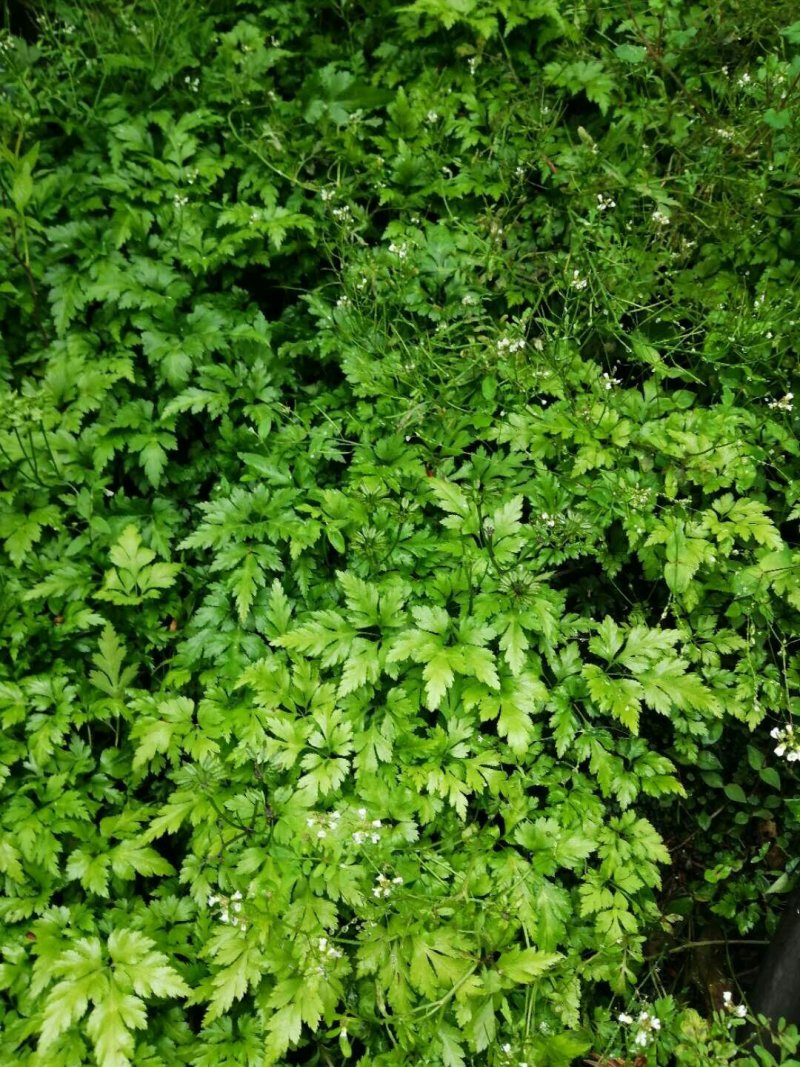 鸡爪黄连苗仿野生种植种植免费提供专业技术
