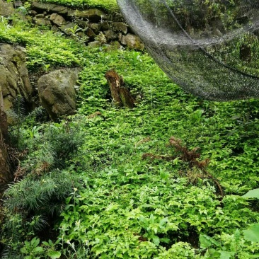 鸡爪黄连苗仿野生种植种植免费提供专业技术