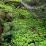 鸡爪黄连苗仿野生种植种植免费提供专业技术